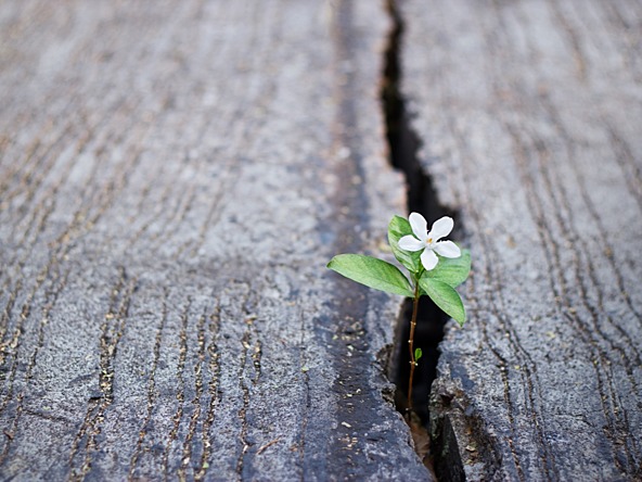 Optimism_future_flower_crop